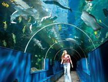 Summer camp. Oceanarium