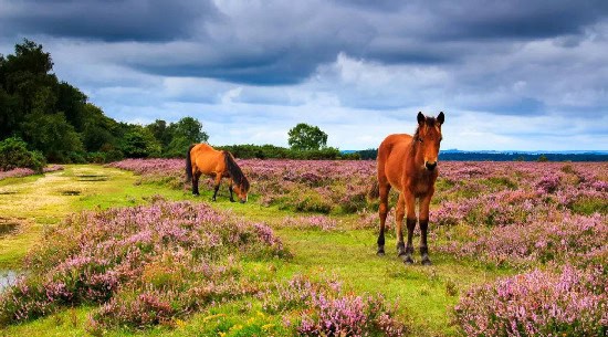 Excursion to the New Forest. Camp in England in the spring