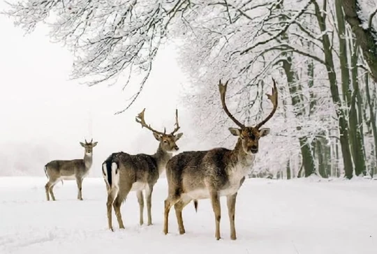 Excursion to New Forest. Winter Camp in England